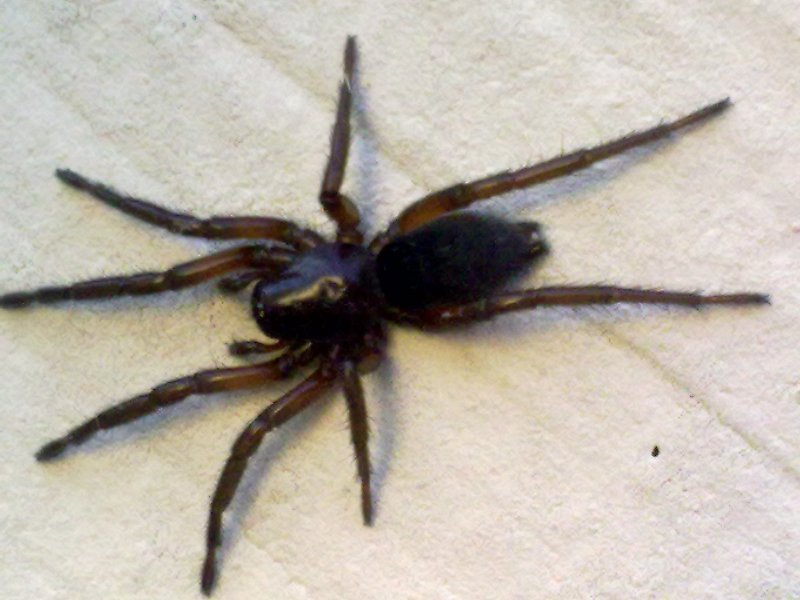 Gnaphosa sp.